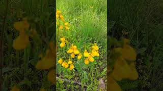 Calceolaria crenatiflora  zapatito permaculture garden flowers [upl. by Tallula]