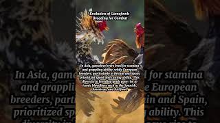 Evolution of Gamefowls Breeding for Combat [upl. by Carolann496]