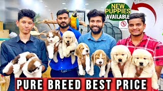 TOP QUALITY PET SHOP  NEW PUPPIES AVAILABLE  BEST PRICE IN HYDERABAD [upl. by Falcone130]