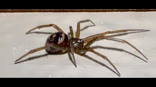 Falsa Viuda Falso PELIGR0 La araña incomprendida Steatoda grossa [upl. by Alit]