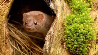 Weasel Cant Wait to Play In Moss 😍🐾  Discover Wildlife  Robert E Fuller [upl. by Launame]