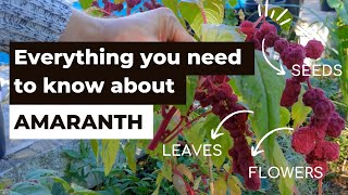 Everything you need to know about Amaranth from growing and harvesting to eating and storing [upl. by Seuqirdor222]