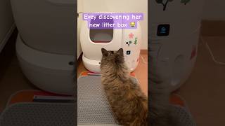 Automatic litter box 😹  funnycats catcare litterbox automation cutepets norwegianforestcat [upl. by Coussoule755]