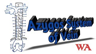 Azygos System of Veins World of Anatomy [upl. by Etnaik]