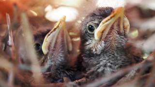 Backyard Bird Watching Northern Mockingbird Nest Documentary [upl. by Rhianna]