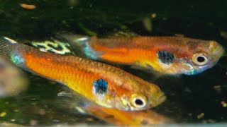 Brazilian Wild Guppy  Poecilia reticulata Tefé ᴴᴰ [upl. by Asennav]