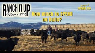 This Is How Much To Spend On Your Next Herdsire [upl. by Questa793]