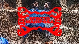 BOH  Efecto Mariposa Visual Oficial [upl. by Donahoe221]