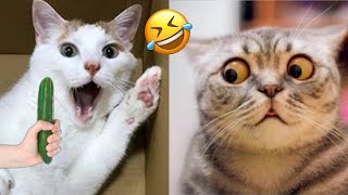 Funny Dogs And Cats Videos 2024 😅  Best Funniest Animal Videos Of The week 1403 [upl. by Dittman]