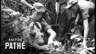 Malayan Jungle Patrol Aka Malaya Report 1953 [upl. by Knitter]