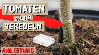 Tomaten einfach selbst Veredeln  Komplettanleitung [upl. by Kolb]