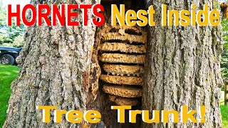 HORNETS Inside Tree Trunk Hornet Nest Removal [upl. by Atikir45]