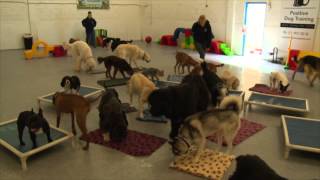 Doggy Daycare in Dublin Ireland [upl. by Ybrik]