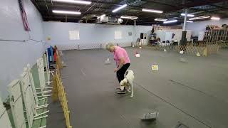 Butter AKC Rally Novice course 3 [upl. by Mozes]