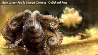 Larger Pacific Striped Octopus display while female watches [upl. by Ritchie]