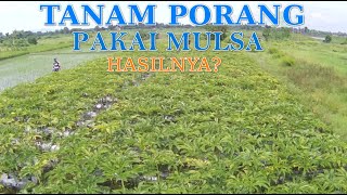 Petani Melinial Tanam Porang Menggunakan Mulsa  Tanam Porang disawah  tips tanam porang disawah [upl. by Riffle316]