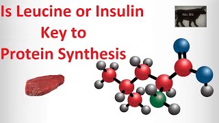 Is Leucine or Insulin Key to Protein Synthesis [upl. by Aniratak]