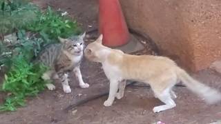 חתולים רבים ומתגוששים Cats quarreling and wrestling [upl. by Yee]