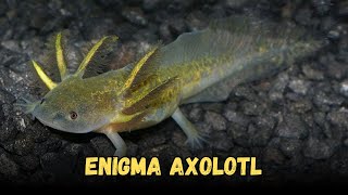 Enigma Axolotl  Types Of Axolotl Morphs Care Guide for Beginners [upl. by Muiram219]