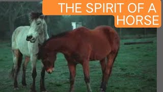 THE SPIRIT OF A HORSE [upl. by Zerep]