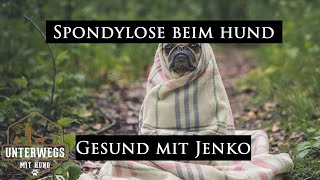 Spondylosen beim Hund  Wie erkenne ich die und was muss ich beachten  Gesund mit Jenko [upl. by Chappell741]