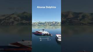 Akaroa Dolphins [upl. by Orenid480]