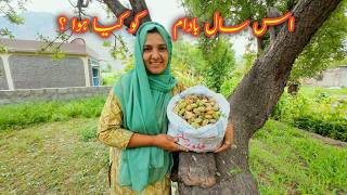 Almond Harvesting  Village Vlog  Vlogs New Video [upl. by Mikael446]