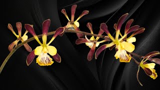 MASSIVE Encyclia alata orchid 5 spikes [upl. by Kovar800]