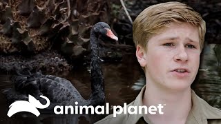 Aves feridas são reabilitadas no Zoológico da Austrália  A Família Irwin  Animal Planet Brasil [upl. by Pages]