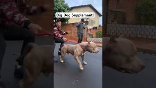 😳 The most muscled up Pitbull ever dog pitbulll fypシ viral [upl. by Huppert879]