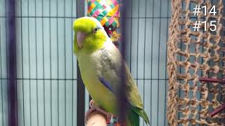 Amazing Talking Parrotlet Ditty 30 phrases amp sounds in 2 12 minutes [upl. by Yorgen]