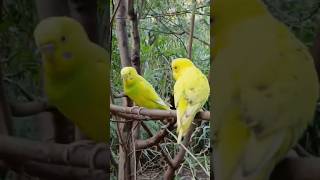 parakeets Camera Action TO BE CONTINUED [upl. by Yart]