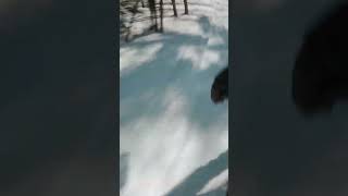 Snowboarding in Québec Charlevoix [upl. by Banyaz]