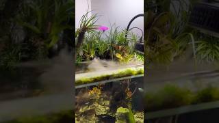 Planted aquarium setup aquarium feeds [upl. by Gnah]