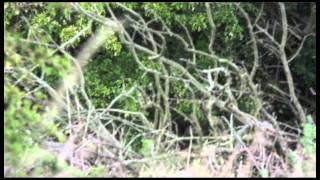 Grasshopper Warbler Tophill Low Nature Reserve [upl. by Anallese51]