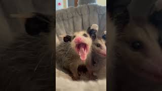 Real Opossum Sounds  High Quality  Interesting Opossum Sound Experience  4K shorts [upl. by Nnayar]