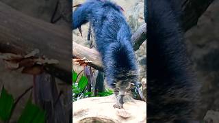 Binturong walks on the woods binturong animals [upl. by Athene]