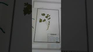 HERBARIUM FILE BSc 2nd YEAR bsc practicalfile botany [upl. by Skier]