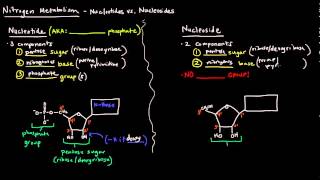 DNA and Nucleotides  Biochemistry [upl. by Ogawa]