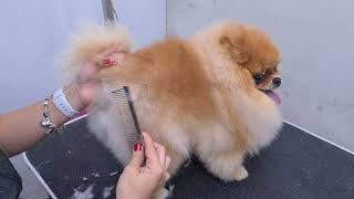 quotCUTESTquot POMERANIAN EVER AMAZING SCISSORS WORK 🐶❤️ DOG GROOMING [upl. by Enrobyalc]