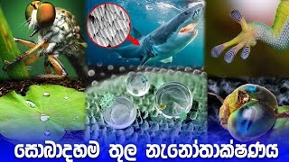 සොබාදහම තුල නැනෝතාක්ෂණය ක්‍රියාත්මක වෙන ආකාරය  How Nanotechnology Works in Nature [upl. by Merete]