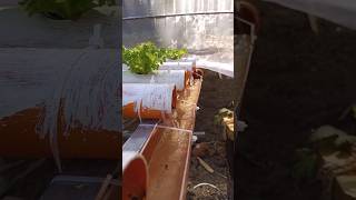 Hydroponics System Set up [upl. by Thorny519]