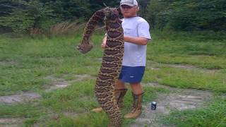 Worlds Largest Rattlesnake Found in Florida [upl. by Enorej]