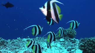 bannerfish  bannerfish care  schooling bannerfish [upl. by Ingeberg]