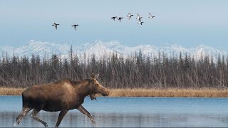 WILDLIFE OF SIBERIA 2 KOLYMA [upl. by Ojadnama]