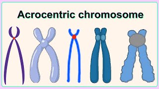 acrocentric chromosome [upl. by Adnamor]