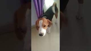 Bark of jackreelsyoutubeyoutubeshortdogloverviralvideo viralshortsshortvideo beaglelovebark [upl. by Pacheco171]