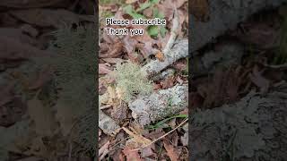 Lichen on broken dead tree branch nature [upl. by Florette]