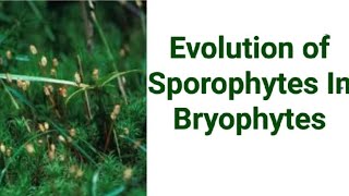 Evolution of Sporophytes in Bryophytes By Dr V P Gupta [upl. by Ronel]