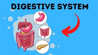 Path of Food Through the Digestive System [upl. by Sanburn]